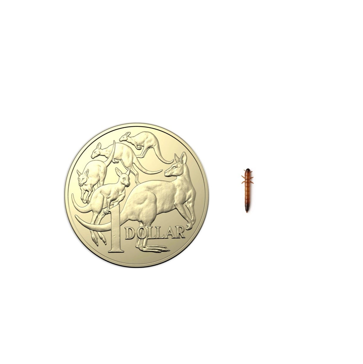 Live buffalo worms for reptiles, birds and small mammals — premium high-protein feeder insects from Keepbetter Australia