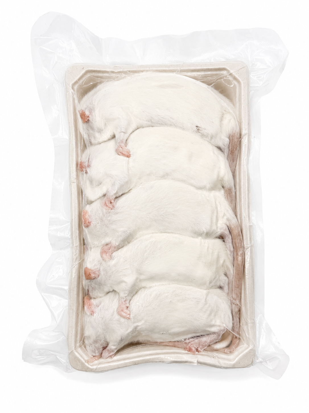 Rats - Small (70-99 grams)