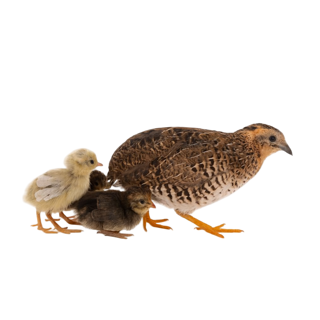 Frozen adult button quail for reptiles and birds of prey – premium feeder birds shipped Australia-wide - Buy online