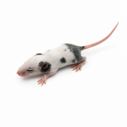 Mice - Fuzzy