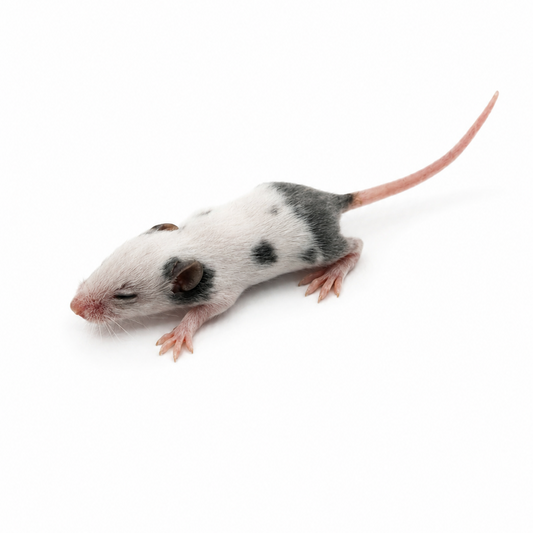 Mice - Fuzzy