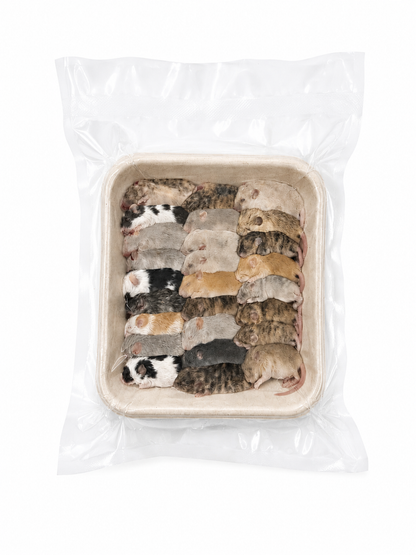 Mice - Fuzzy