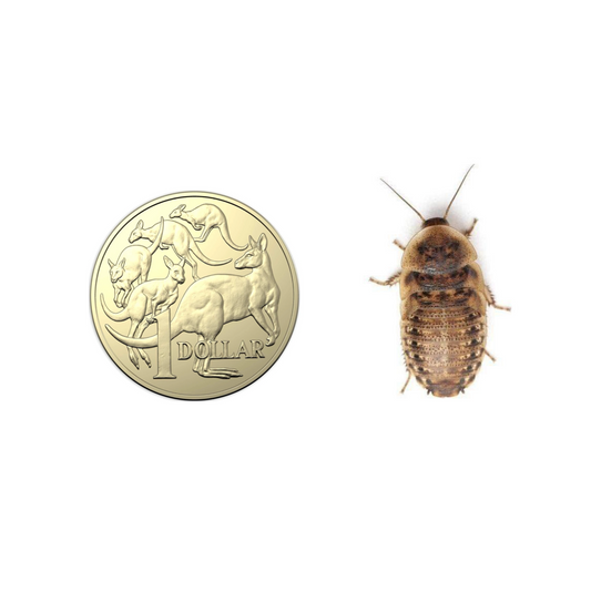 Large Dubia roaches 2.5cm – premium Australian feeder insects – Australia-wide delivery