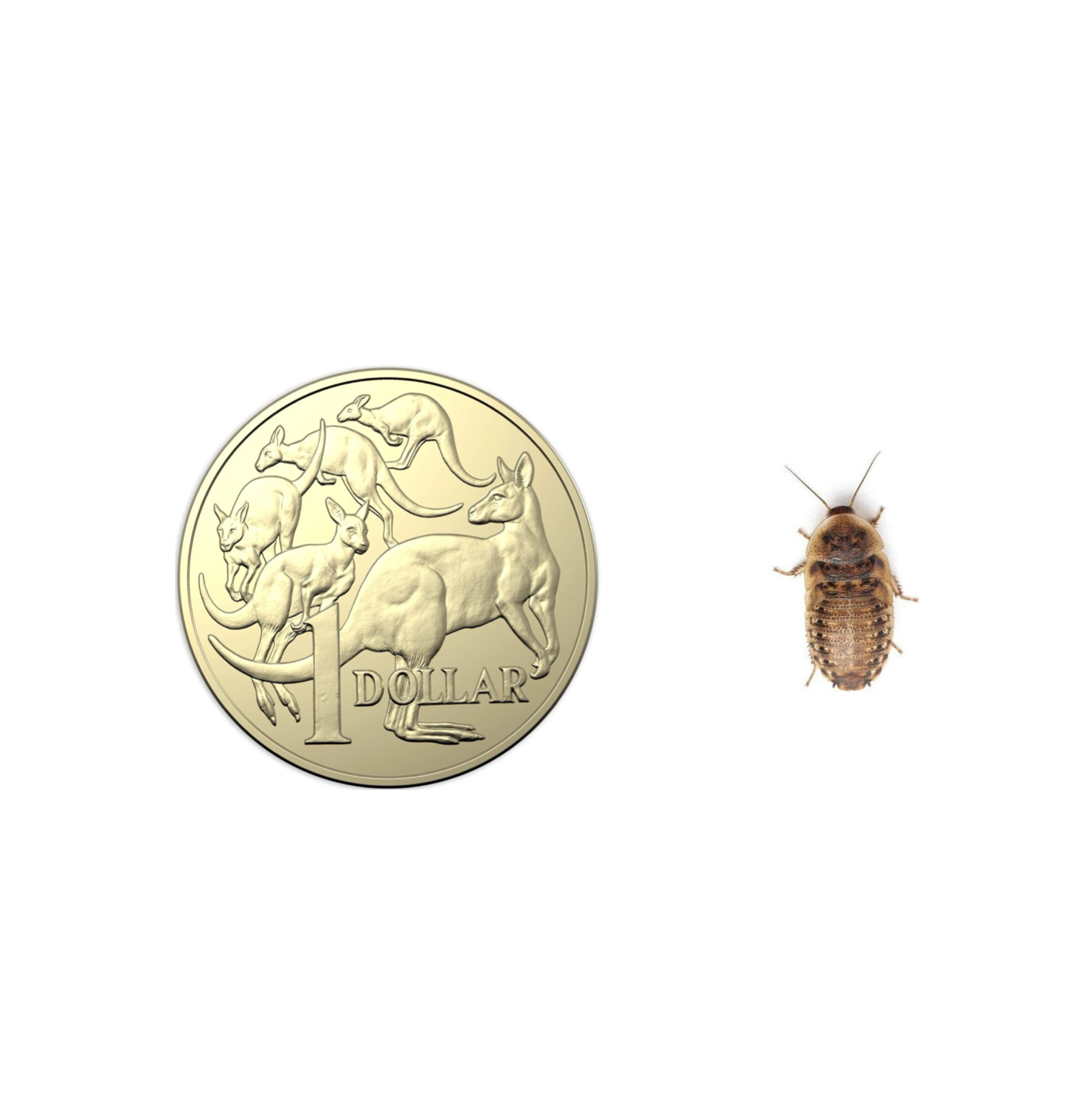 Extra small Dubia roaches 0.6cm – premium Australian feeder insects – Keepbetter