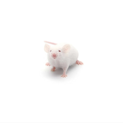 High-quality Hopper mice – frozen reptile feeders – shipped Australia-wide buy online