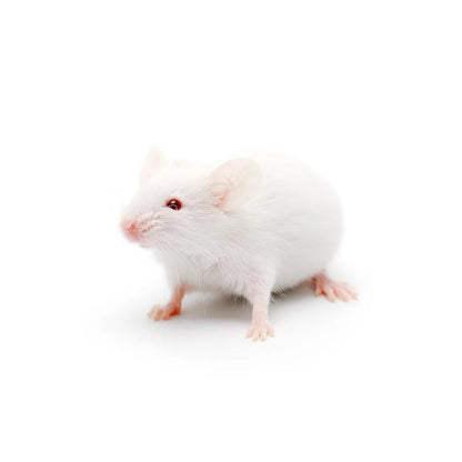 High-quality Weaner mice – frozen reptile feeders – shipped Australia-wide buy online