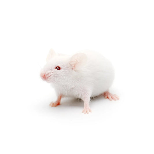 High-quality Weaner mice – frozen reptile feeders – shipped Australia-wide buy online