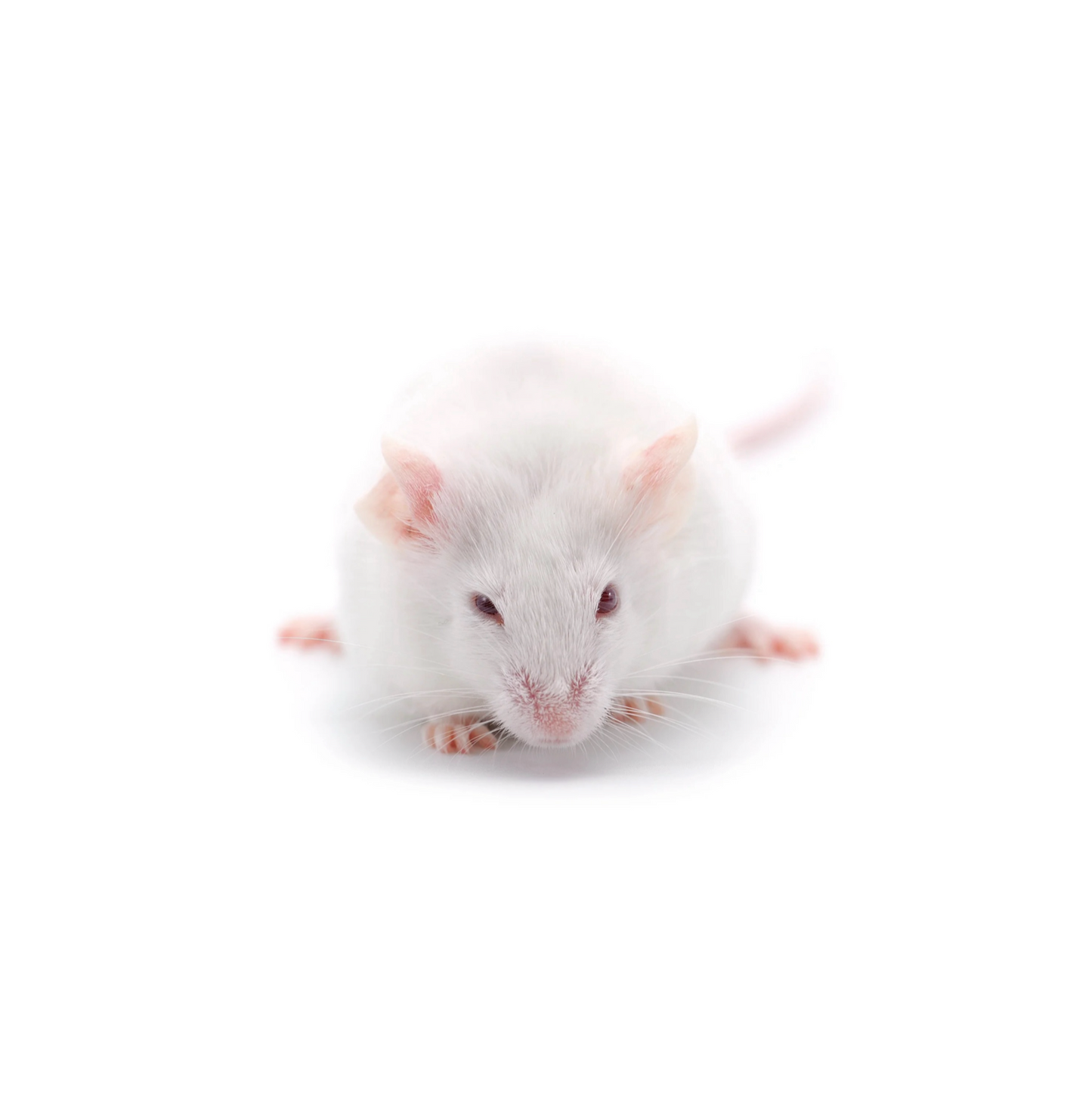 High-quality Adult jumbo  mice – frozen reptile feeders – shipped Australia-wide buy online