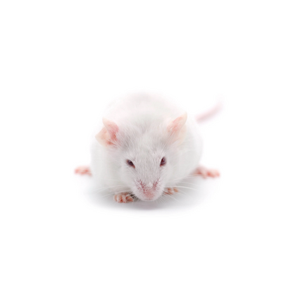 High-quality Adult jumbo  mice – frozen reptile feeders – shipped Australia-wide buy online