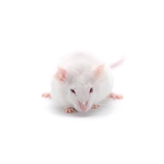 High-quality Adult jumbo  mice – frozen reptile feeders – shipped Australia-wide buy online