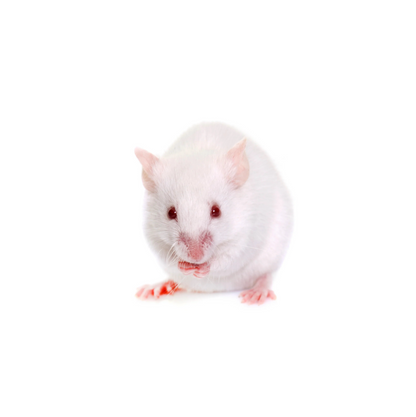 High-quality Adult mice – frozen reptile feeders – shipped Australia-wide buy online
