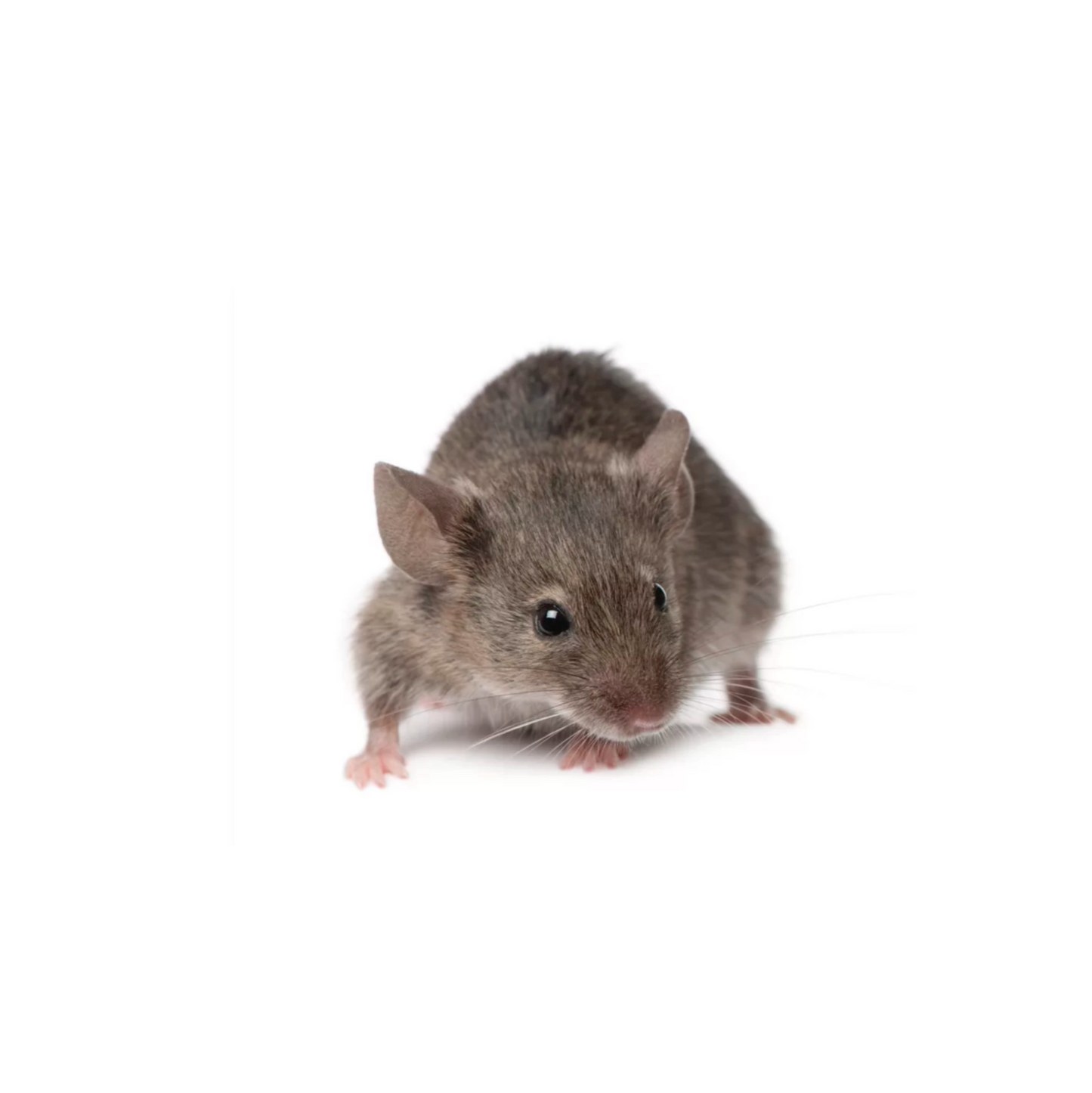 High-quality wild mice – frozen or live reptile feeders – shipped Australia-wide buy online