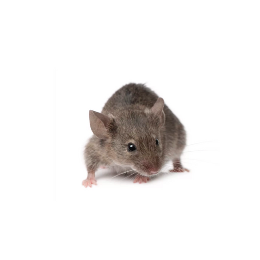 High-quality wild mice – frozen or live reptile feeders – shipped Australia-wide buy online