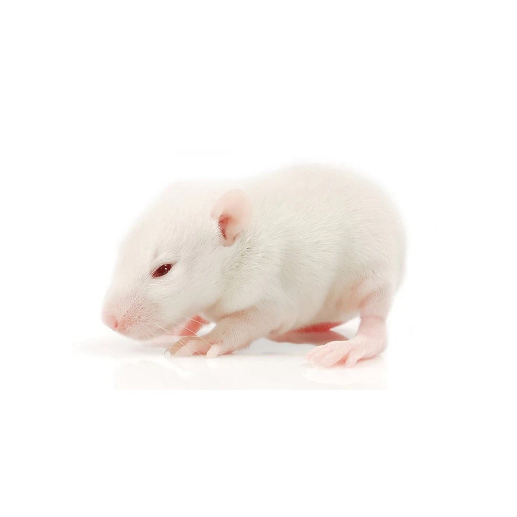 Rats – Keepbetter.