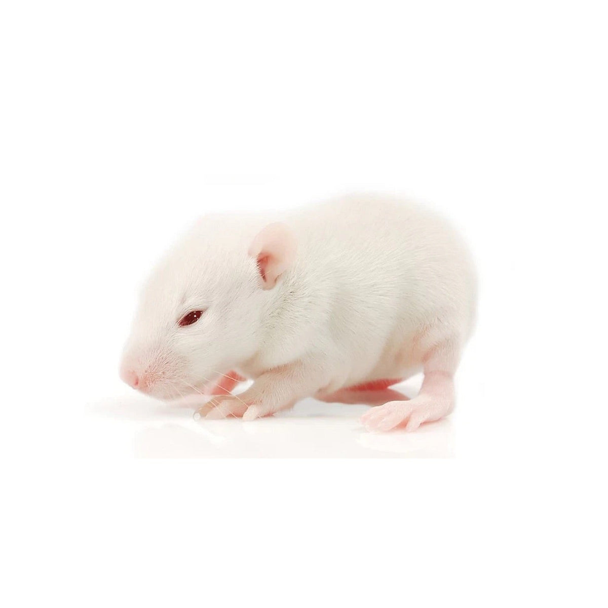 Rats - Fuzzy (10-29 grams) – Keepbetter.