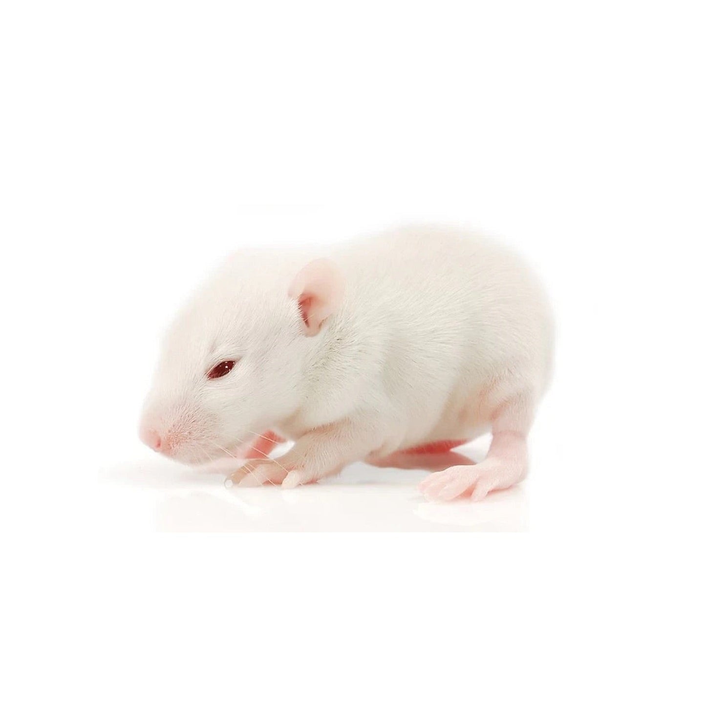 High-quality Fuzzy rats – frozen reptile feeders – shipped Australia-wide buy online