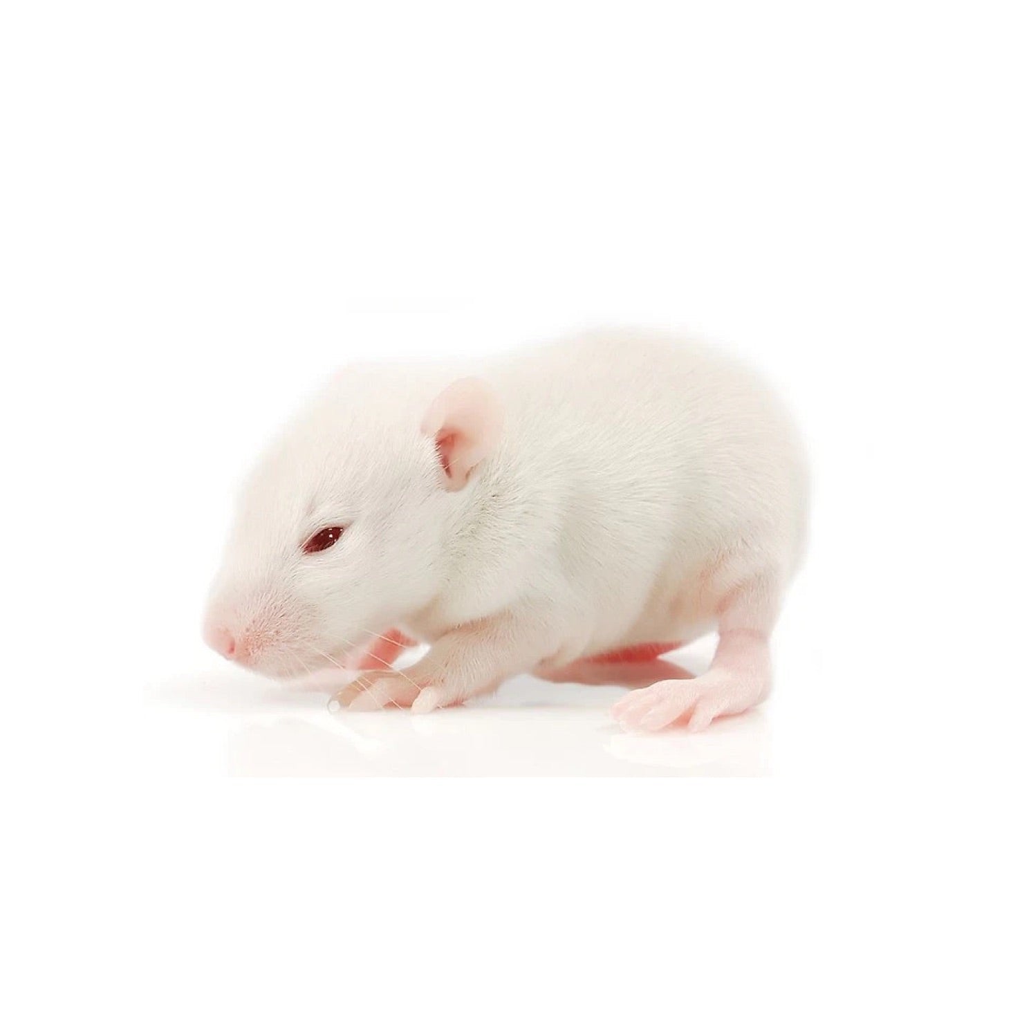 High-quality Fuzzy rats – frozen reptile feeders – shipped Australia-wide buy online