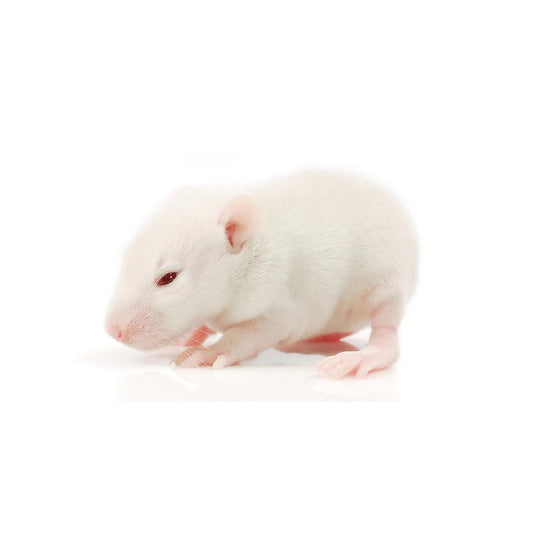 High-quality Fuzzy rats – frozen reptile feeders – shipped Australia-wide buy online