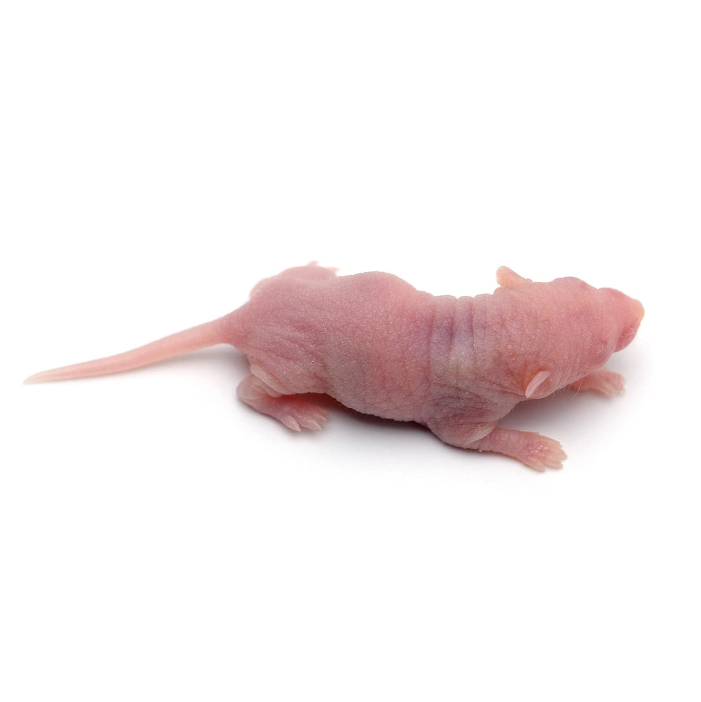 High-quality Pinky mice – frozen reptile feeders – shipped Australia-wide buy online
