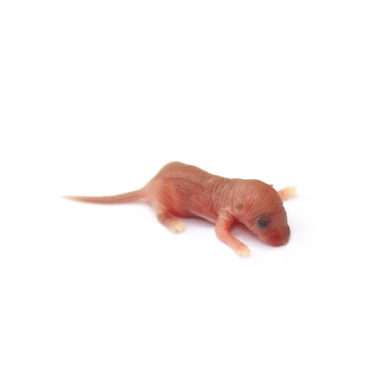 High-quality Pinky rats – frozen reptile feeders – shipped Australia-wide buy online