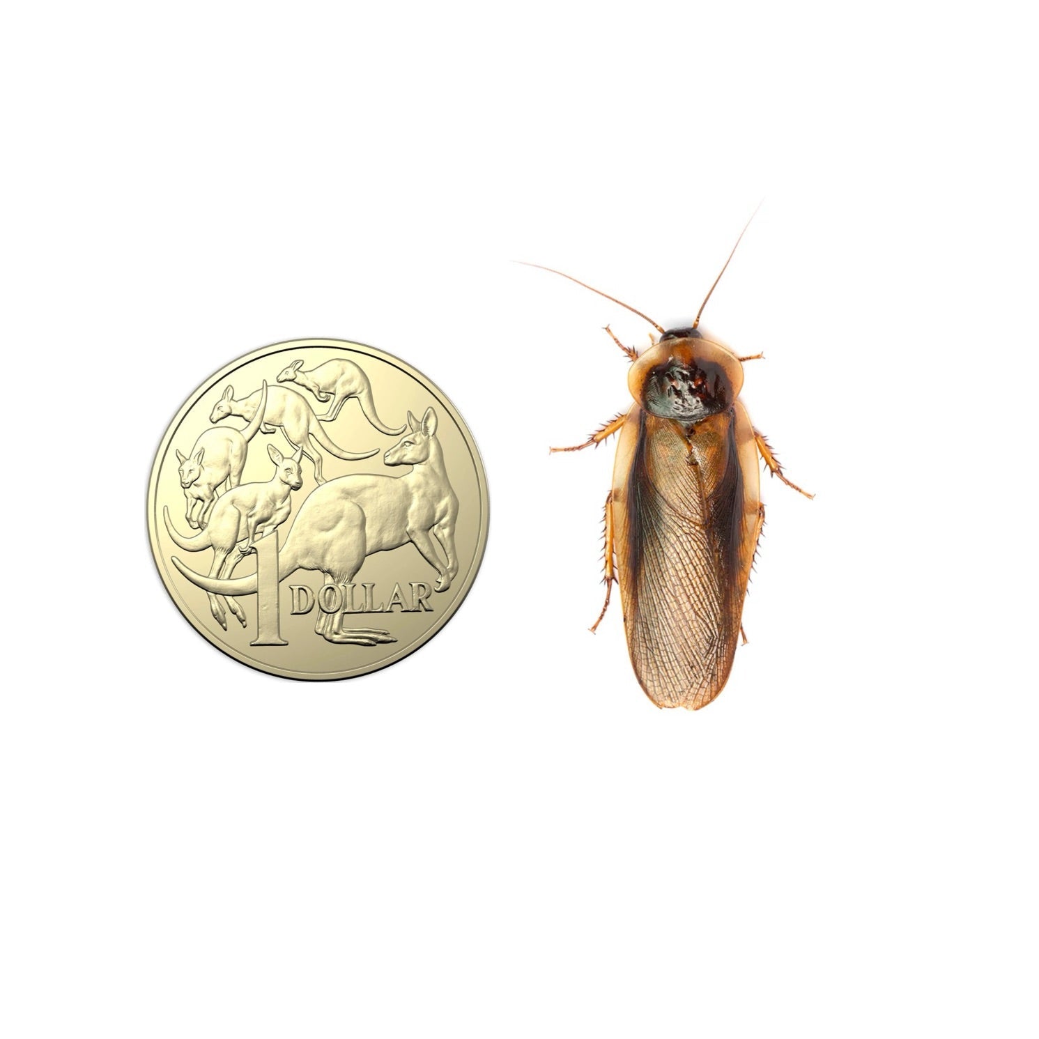 Extra Large Dubia roaches 3cm – premium Australian feeder insects – Australia-wide delivery - Lizard Lollies