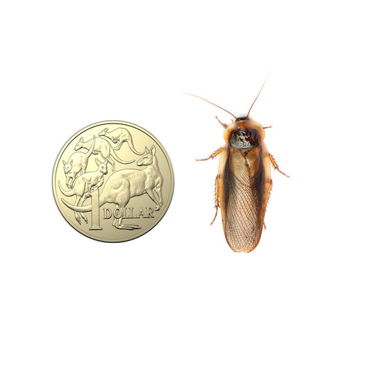 Extra Large Dubia roaches 3cm – premium Australian feeder insects – Australia-wide delivery - Lizard Lollies