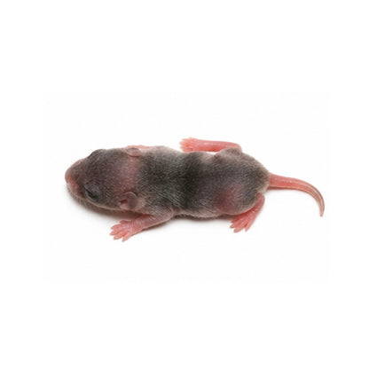 Mice - Velvet