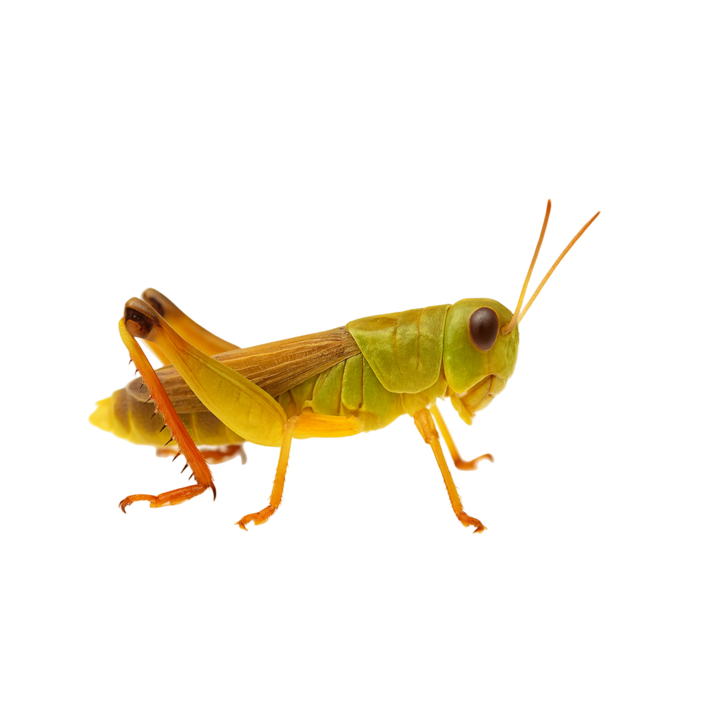 Feeder small grasshoppers for reptiles and birds – premium insect feeders Australia-wide delivery